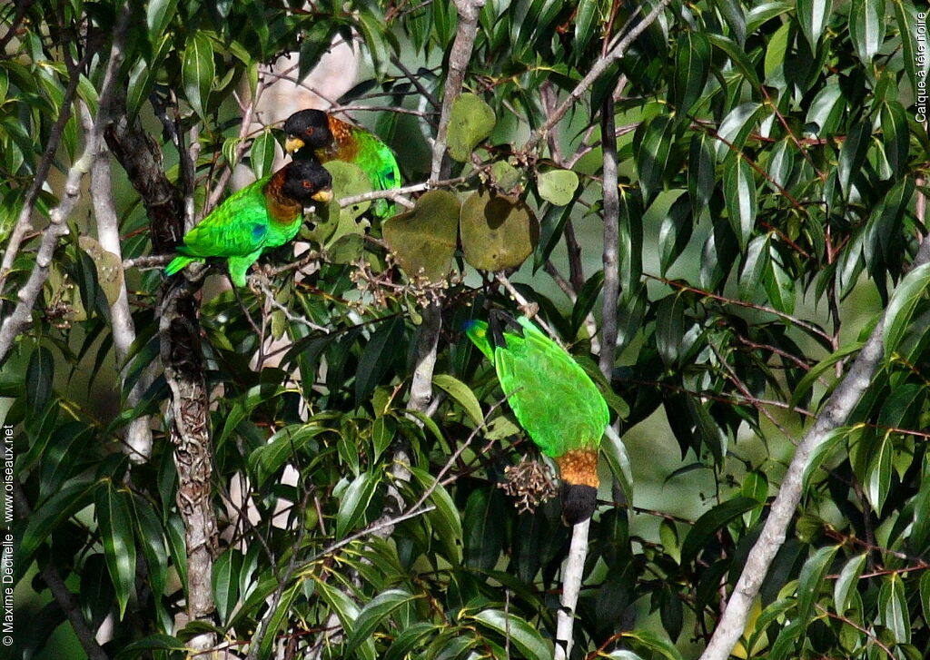 Caica Parrot, identification, feeding habits, Behaviour