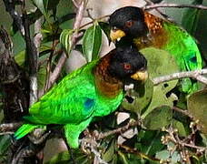 Caica Parrot