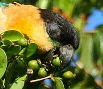 Black-headed Parrot