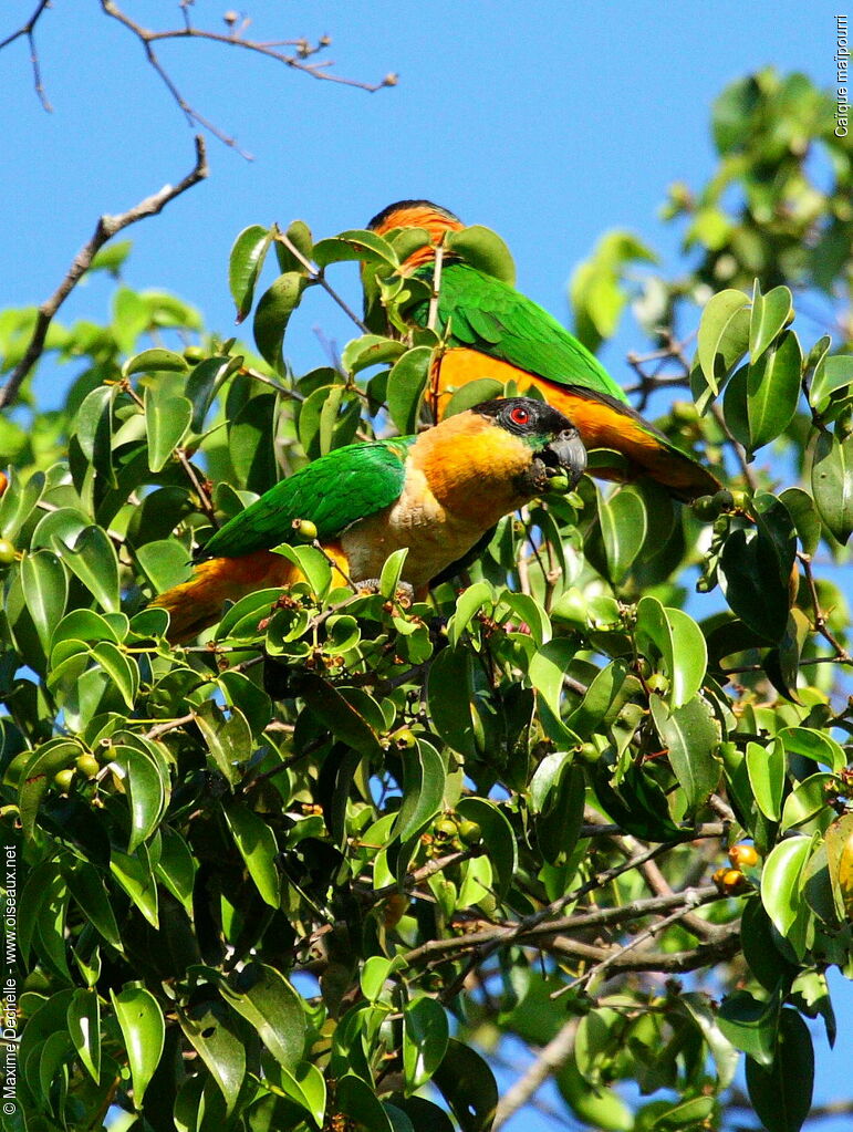 Black-headed Parrot, identification, feeding habits