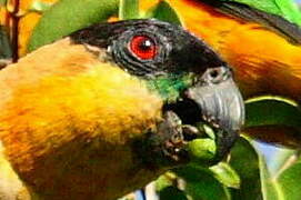 Black-headed Parrot