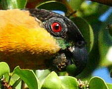 Black-headed Parrot