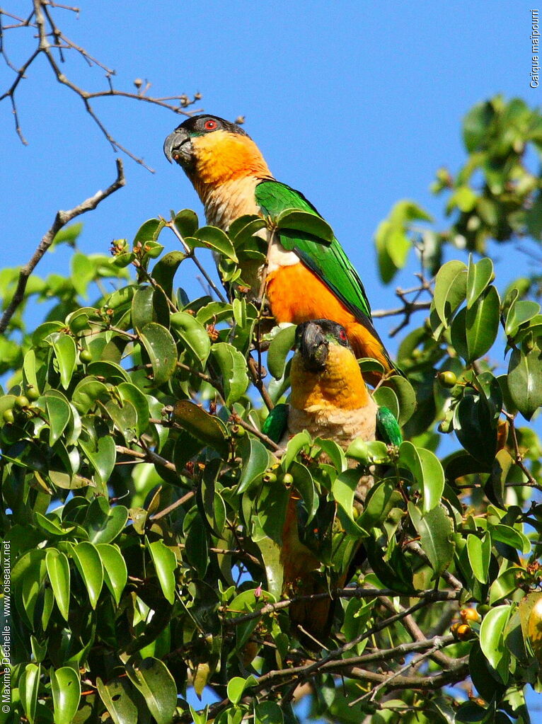 Black-headed Parrot