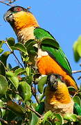 Black-headed Parrot