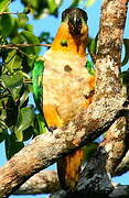 Black-headed Parrot