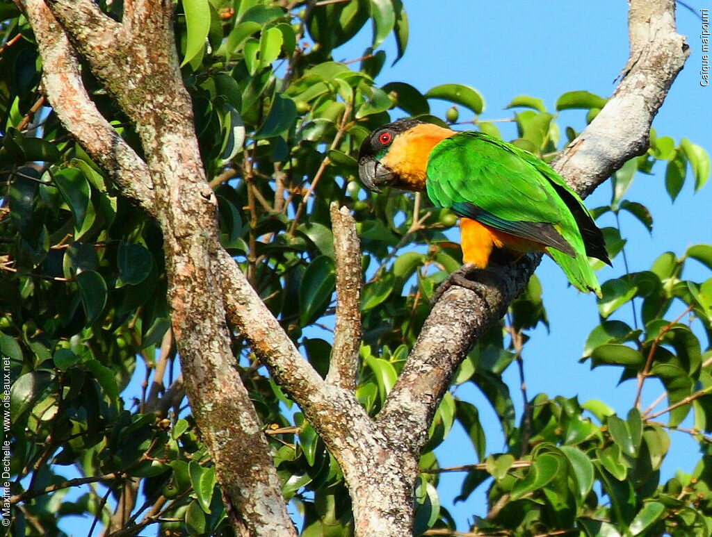 Black-headed Parrot