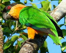 Black-headed Parrot