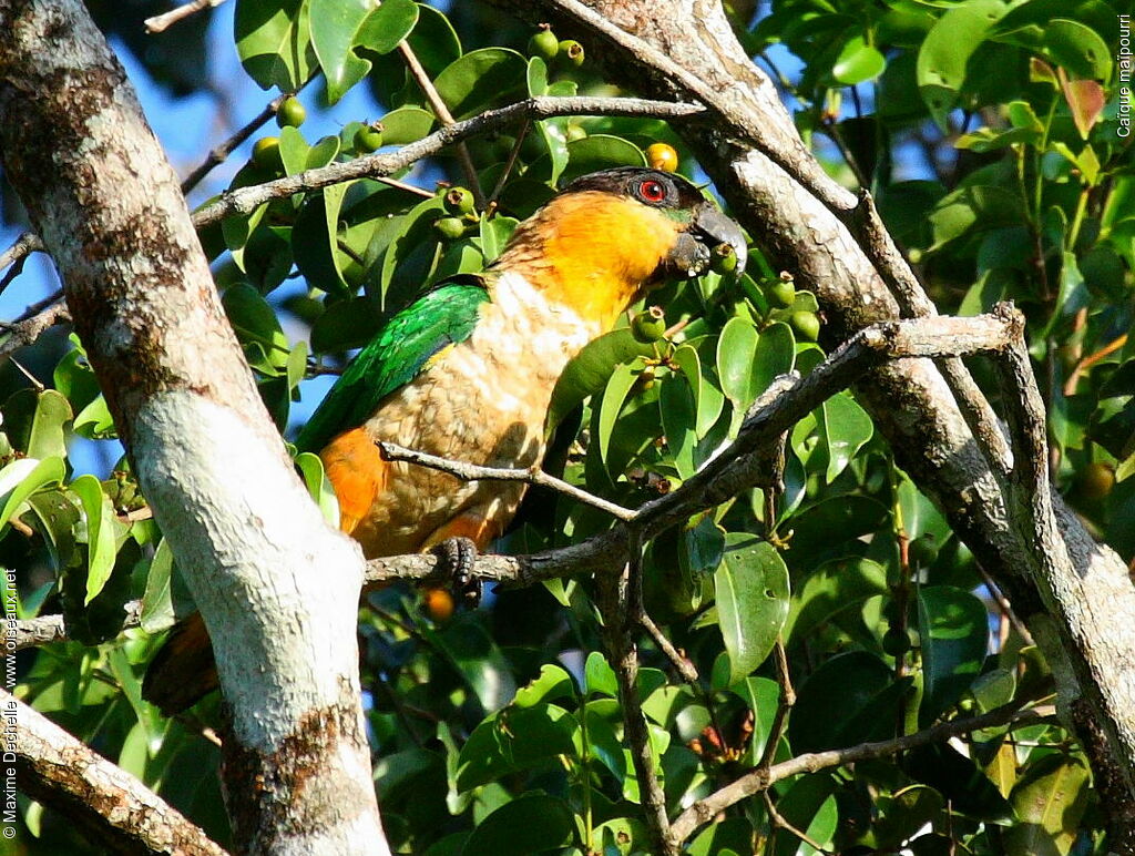 Caïque maïpourri, identification, régime