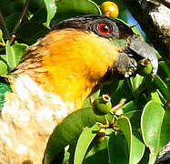 Black-headed Parrot