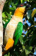 Black-headed Parrot