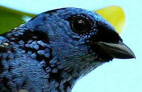 Turquoise Tanager