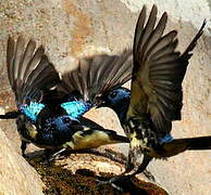 Turquoise Tanager