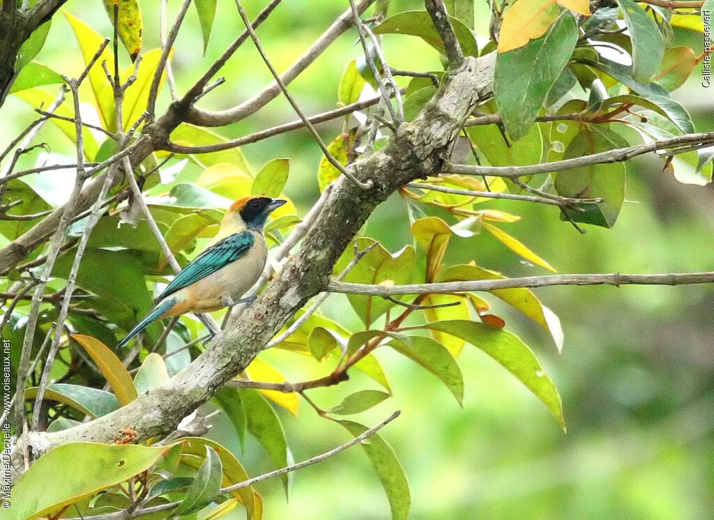 Burnished-buff Tanager