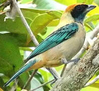 Burnished-buff Tanager