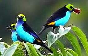 Paradise Tanager