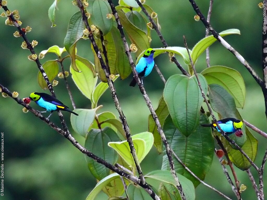 Paradise Tanager, feeding habits