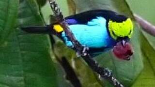 Paradise Tanager