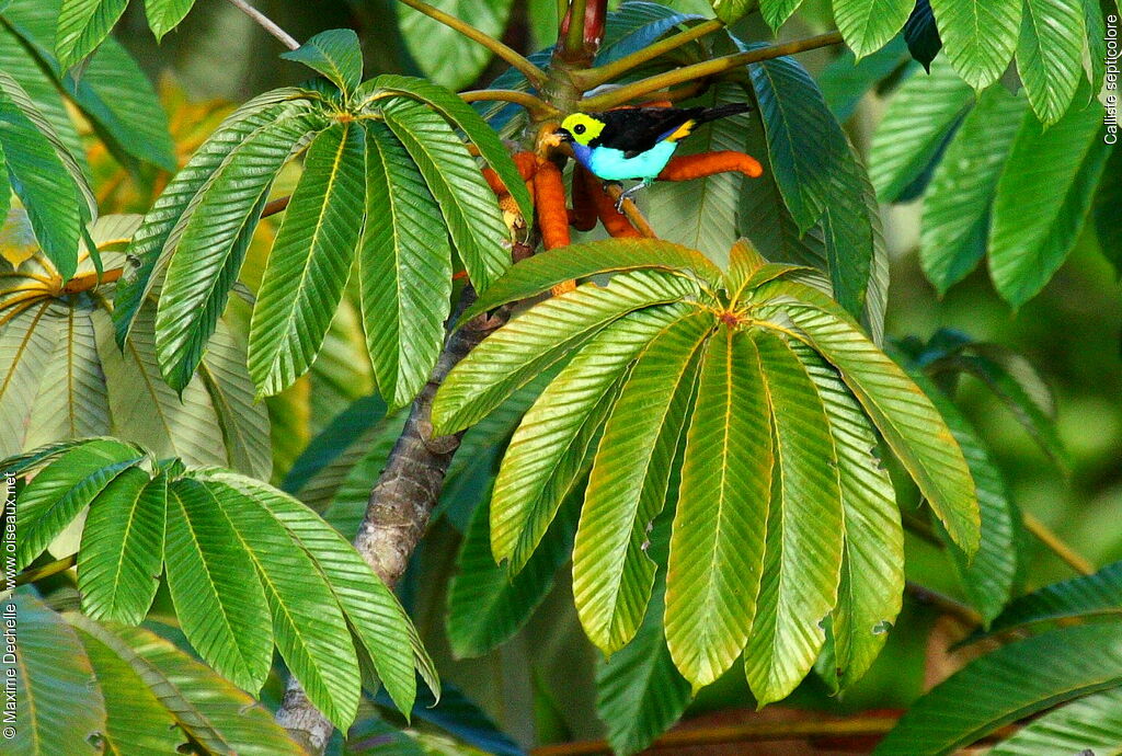 Paradise Tanager, feeding habits