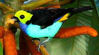 Paradise Tanager