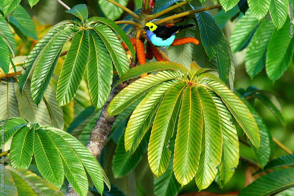 Paradise Tanager