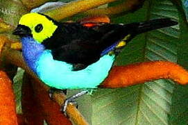 Paradise Tanager