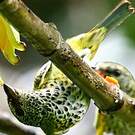 Calliste syacou