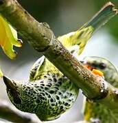 Spotted Tanager