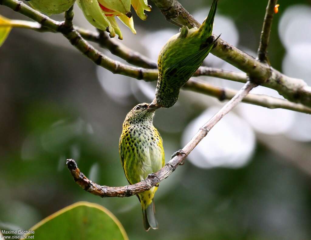 Spotted Tanageradult, feeding habits, Reproduction-nesting, Behaviour