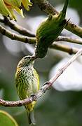 Spotted Tanager