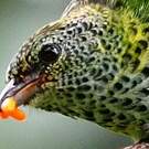 Calliste syacou