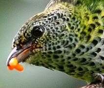 Spotted Tanager