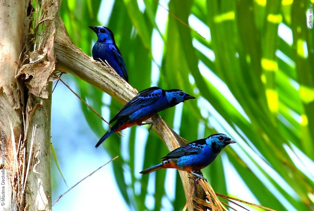 Opal-rumped Tanageradult, identification, Behaviour