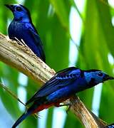 Opal-rumped Tanager