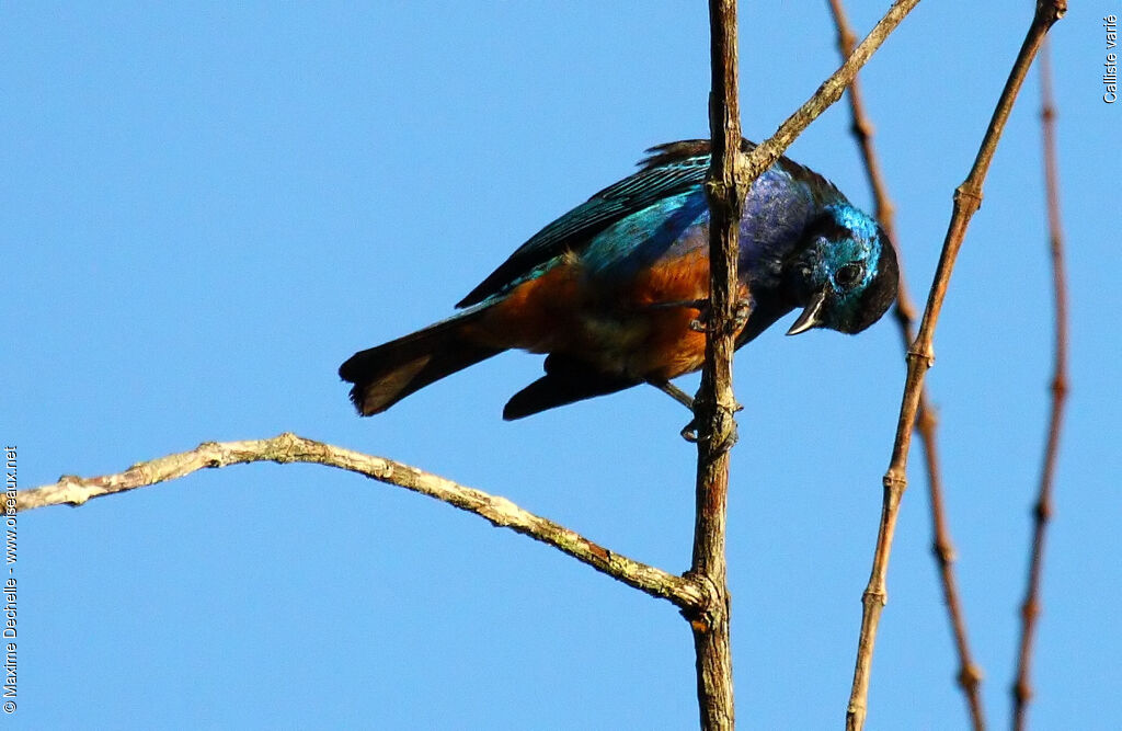 Calliste variéadulte, identification