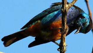 Opal-rumped Tanager