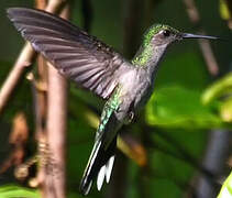 Grey-breasted Sabrewing