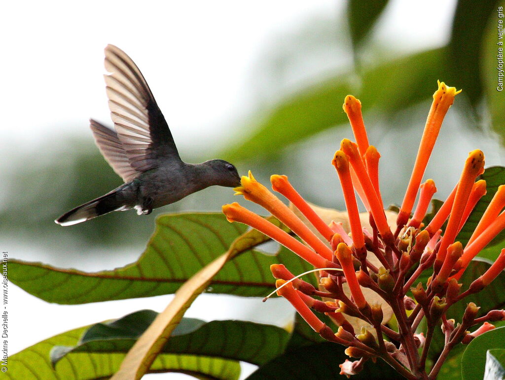 Grey-breasted Sabrewing, Flight, feeding habits