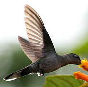 Grey-breasted Sabrewing