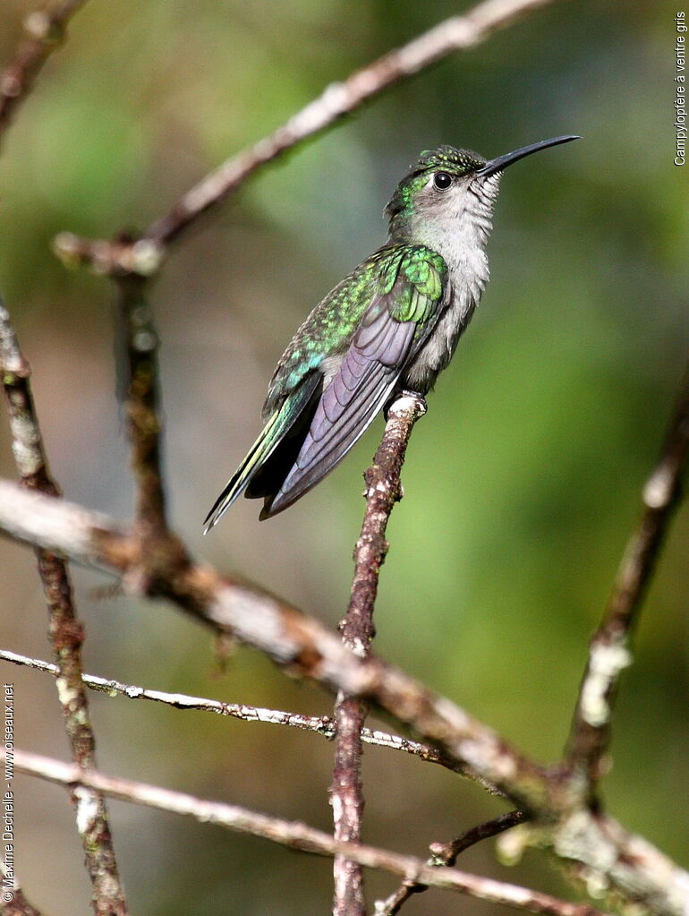 Grey-breasted Sabrewing, identification