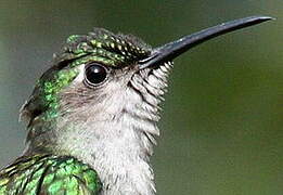 Grey-breasted Sabrewing