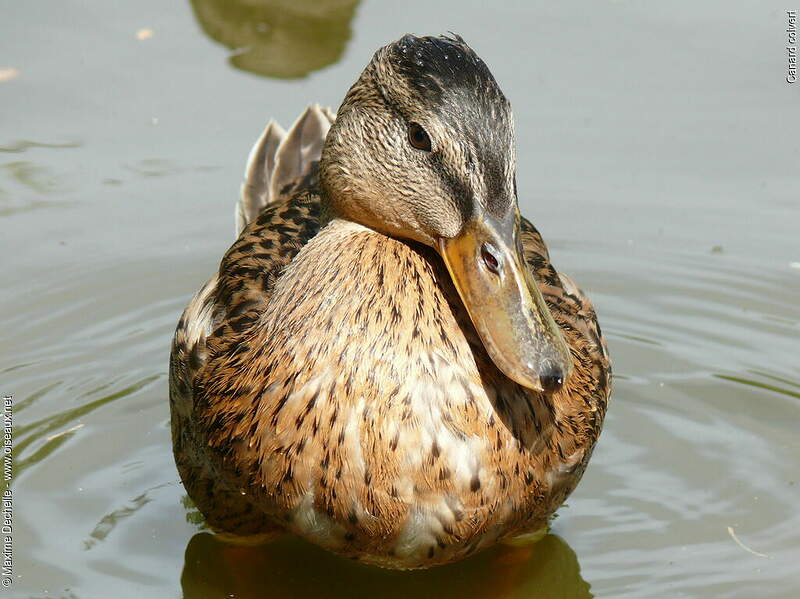 Comment On Dit Canard En Anglais