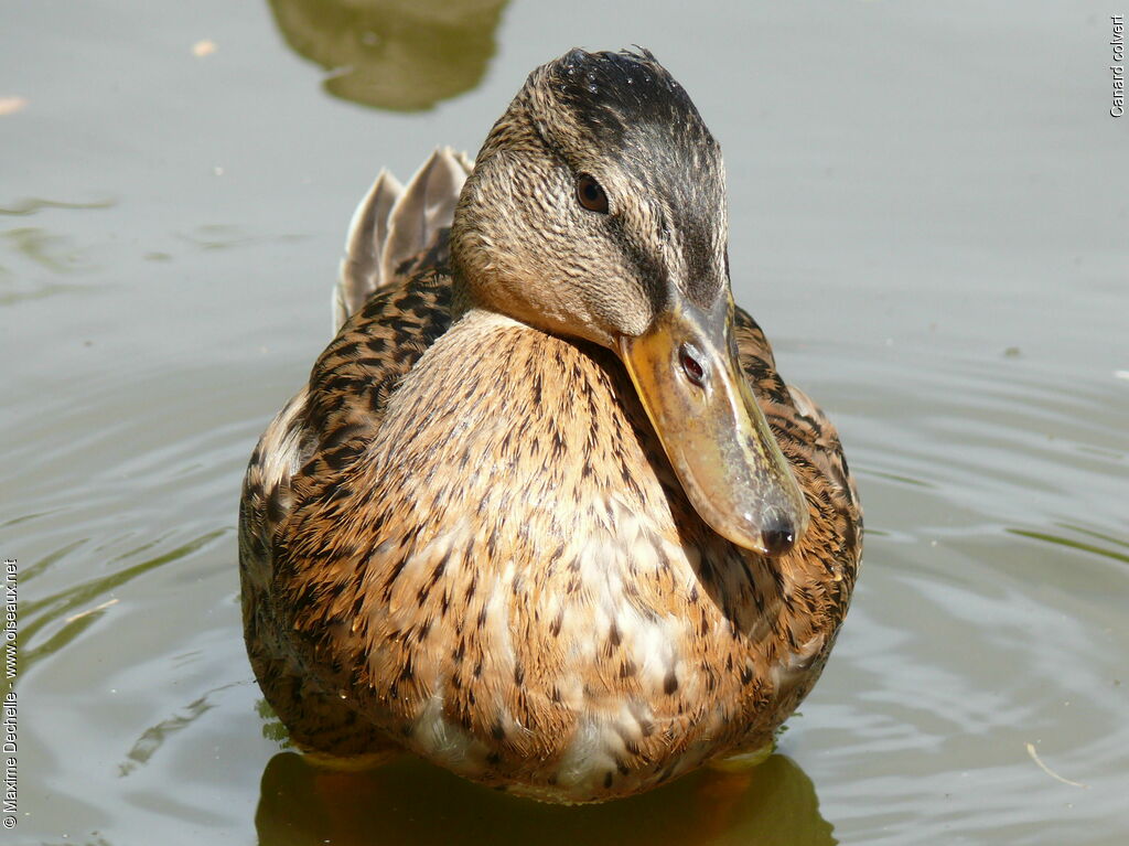 Mallard female