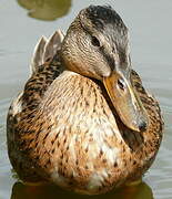 Canard colvert