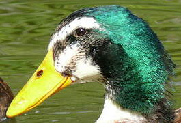 Canard colvert