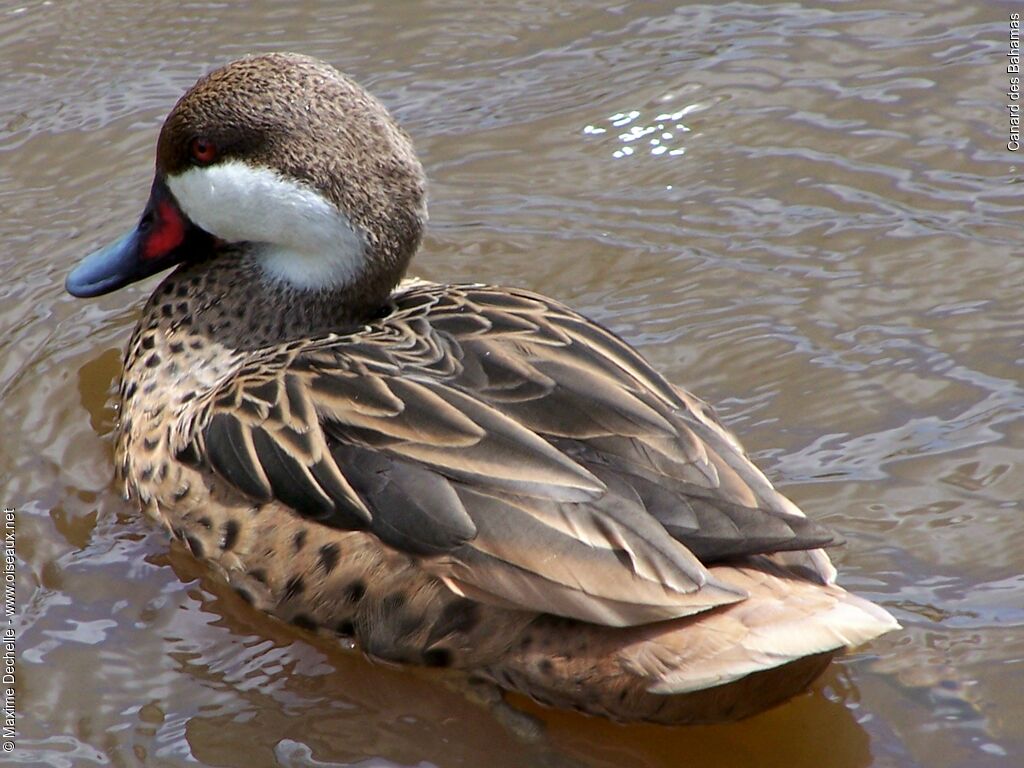 White-cheeked Pintail