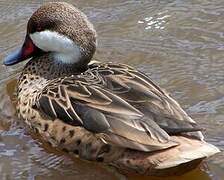 White-cheeked Pintail