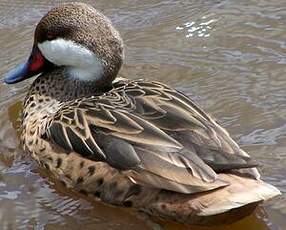 Canard des Bahamas