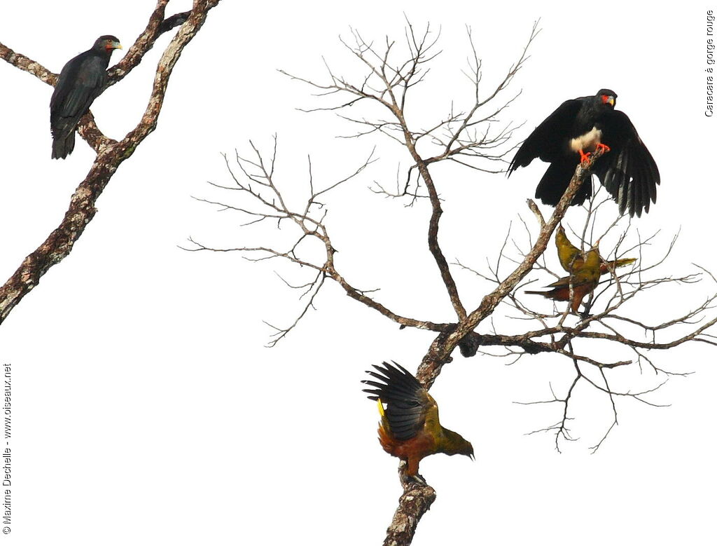 Red-throated Caracara, Behaviour