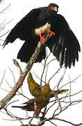 Red-throated Caracara