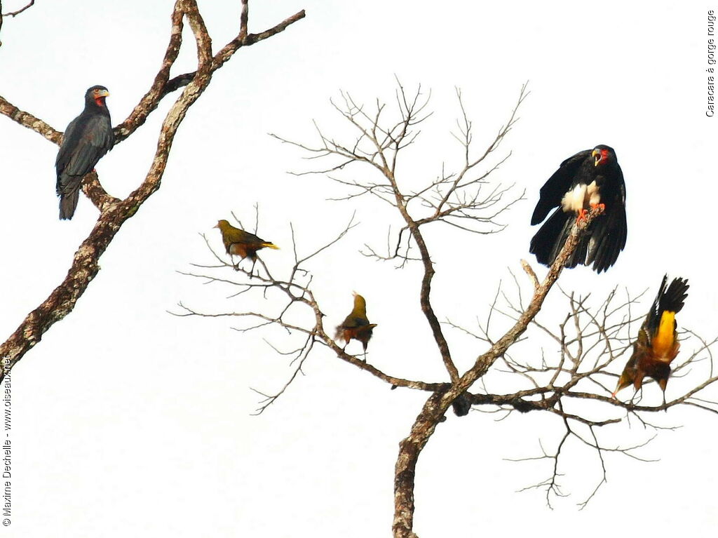 Red-throated Caracara, song, Behaviour